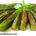 stuffed okra _dhaas bhindi